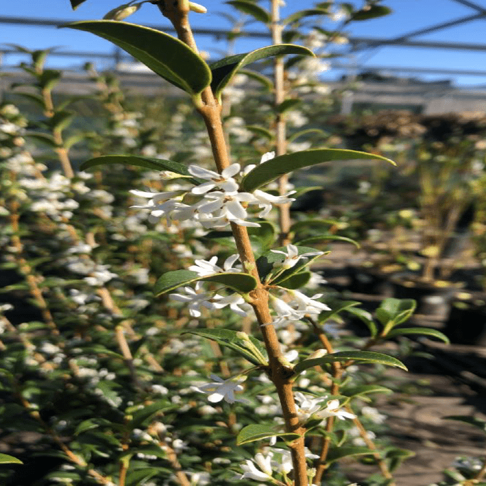 Osmanthus x burkwoodii