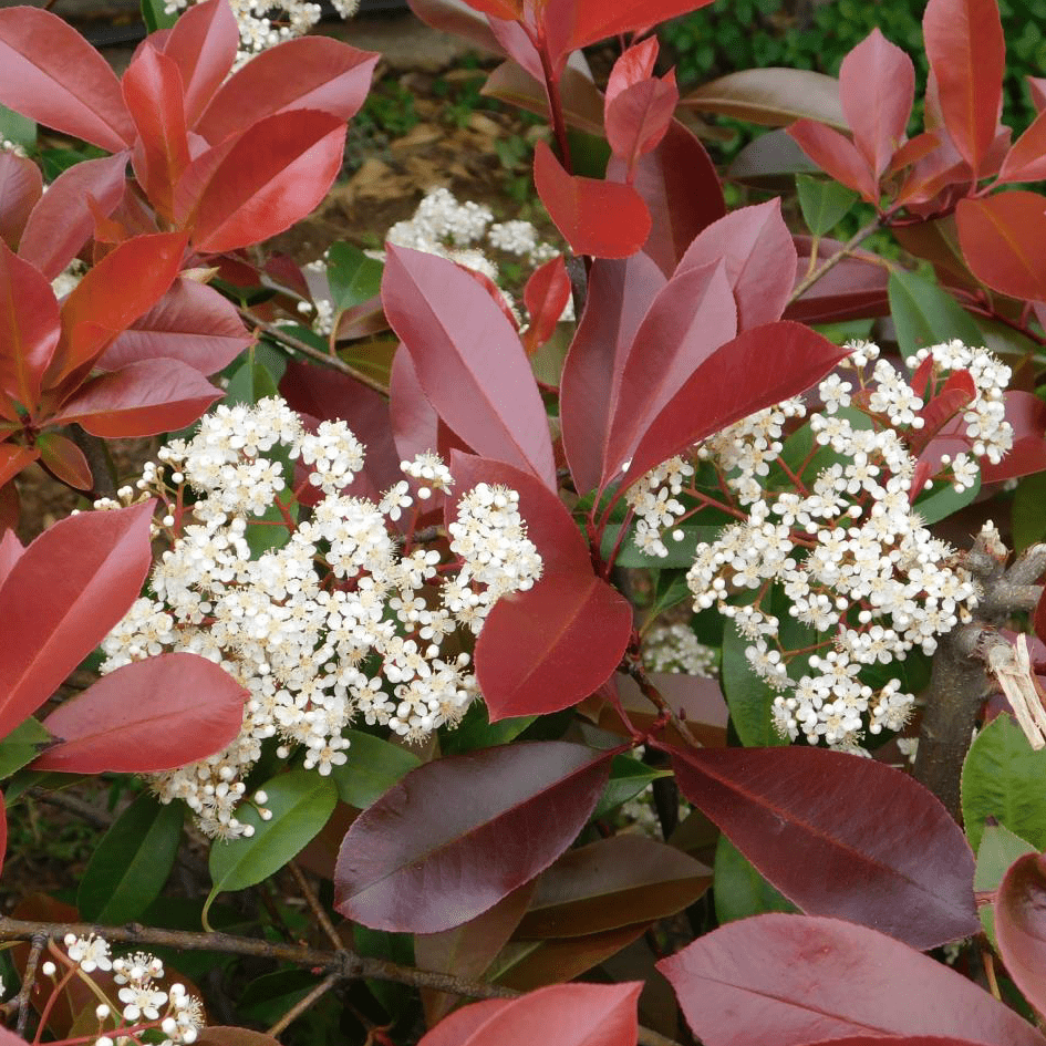 Photinia x fraseri Red Robin