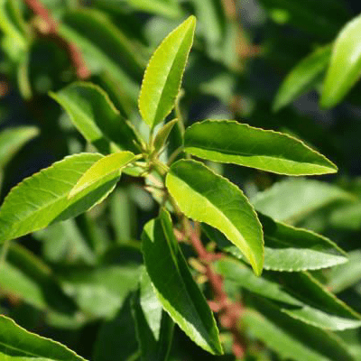 Prunus lusitanica