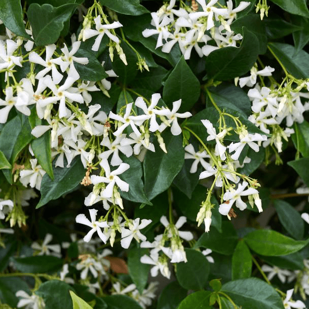 Climbers